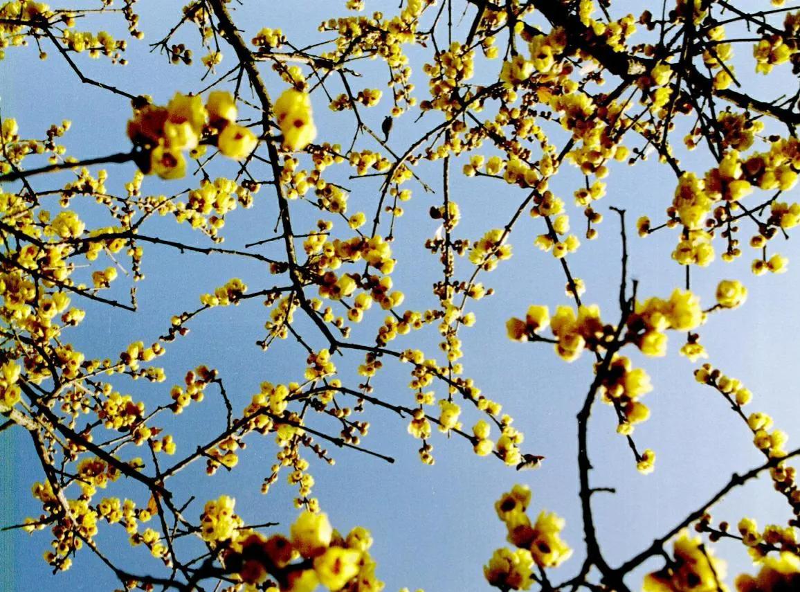 腊梅花叶子蔫了怎么回事,腊梅花叶子发黄