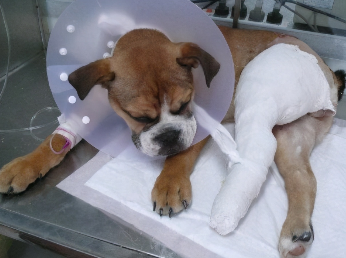 狗狗吃鸡肝的危害有哪些症状,狗狗经常吃鸡肝有什么危害