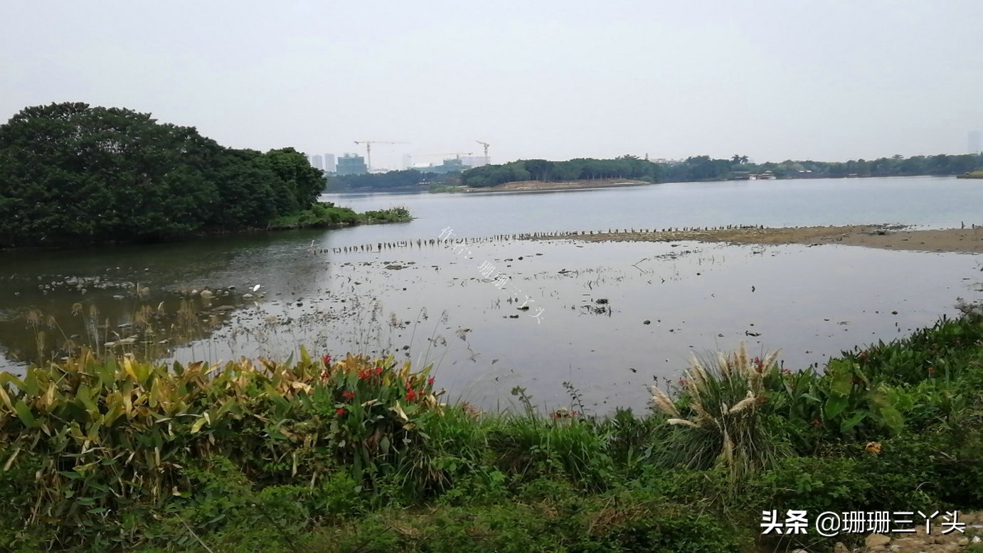 广州湿地公园推荐,广州龙潭河湿地公园