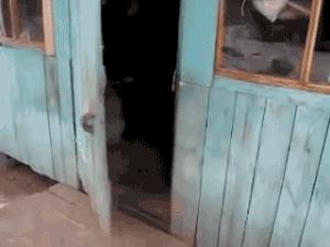 一开门猫咪就冲进卧室,猫咪越狱刚把门打开