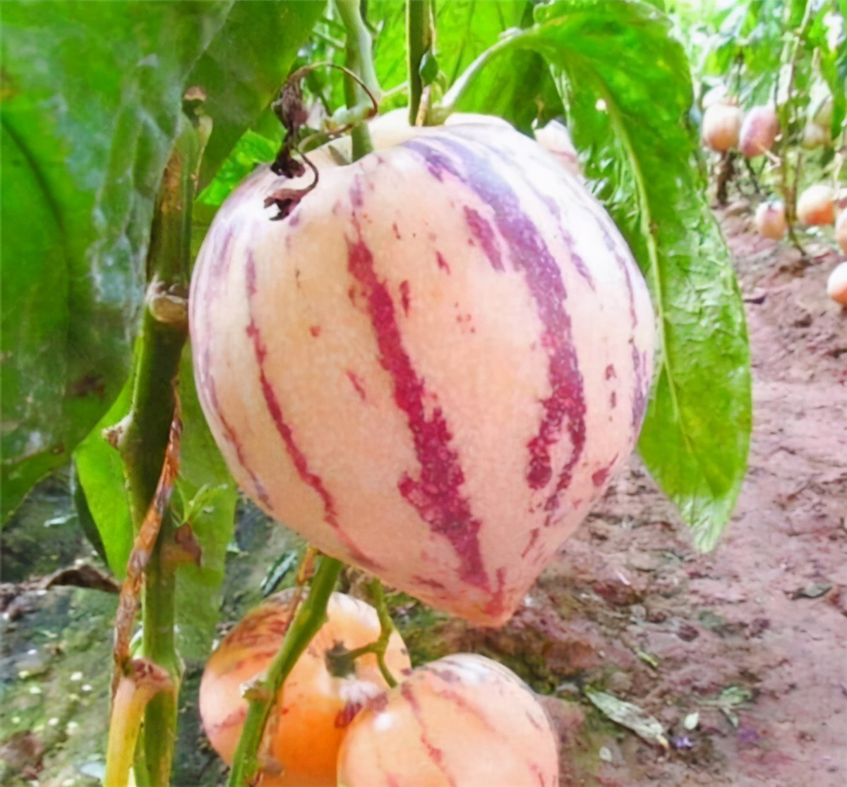 茄子引进中国的历史,茄子从哪个国家引进中国的