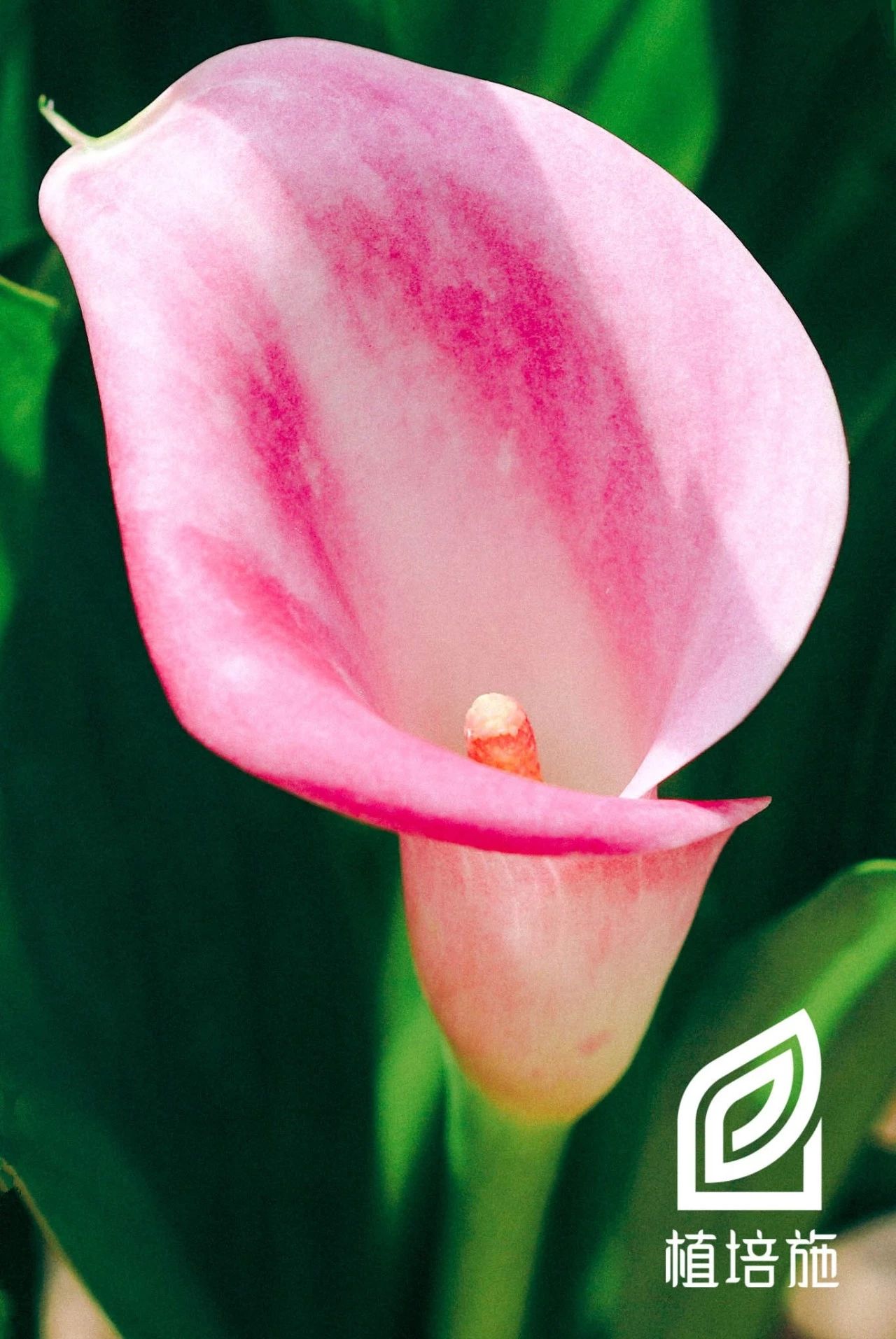 「植培施」马蹄莲Zantedeschiaaethiopica球根花卉栽培手册