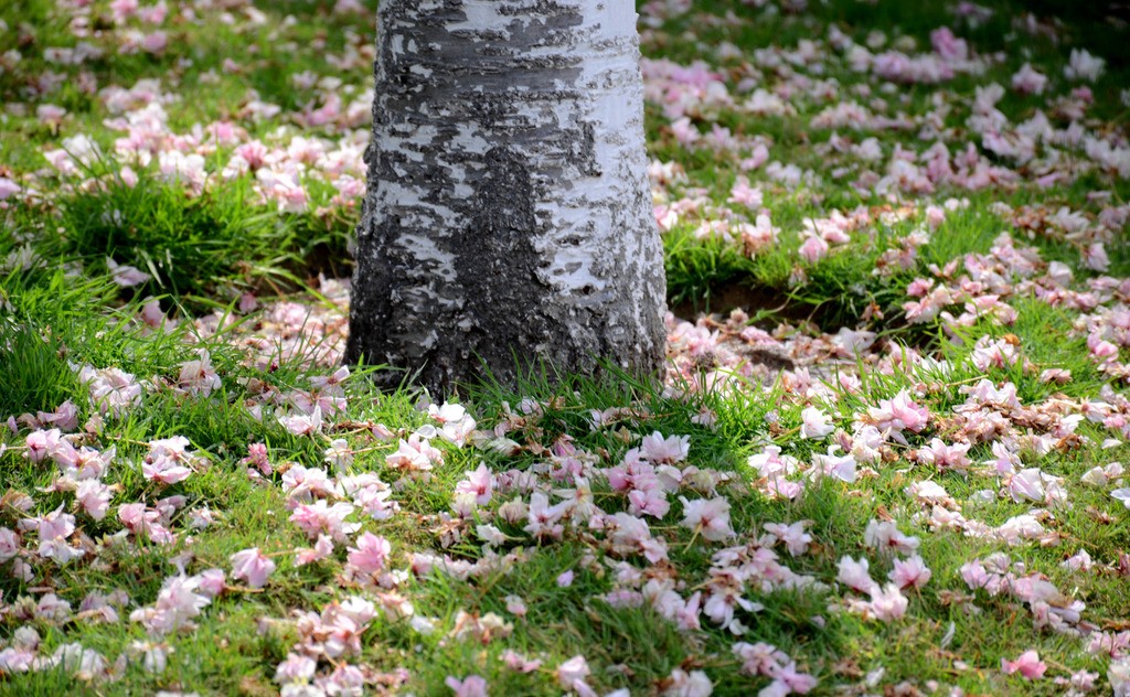 落花唯美诗词精选,美到极致的现代落花的诗句