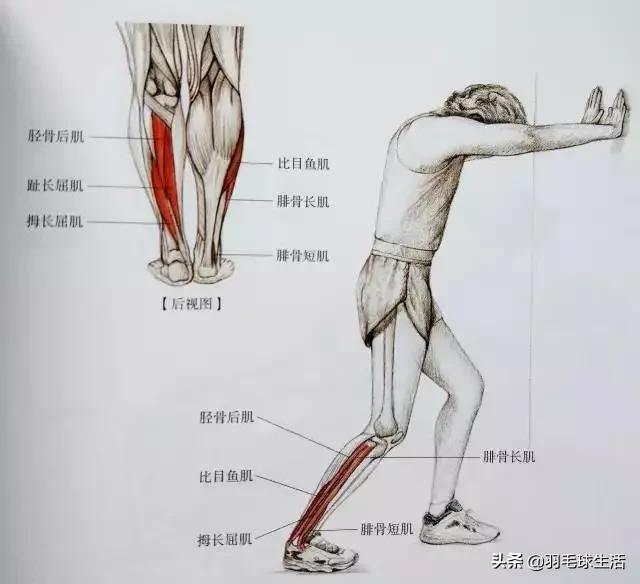 打羽毛球防止腿变粗,打羽毛球前后拉伸动作防止腿变粗