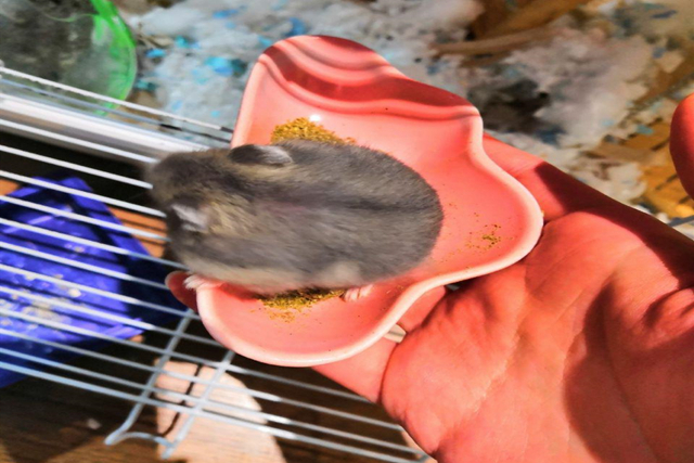 调皮仓鼠,仓鼠手动磨粉器