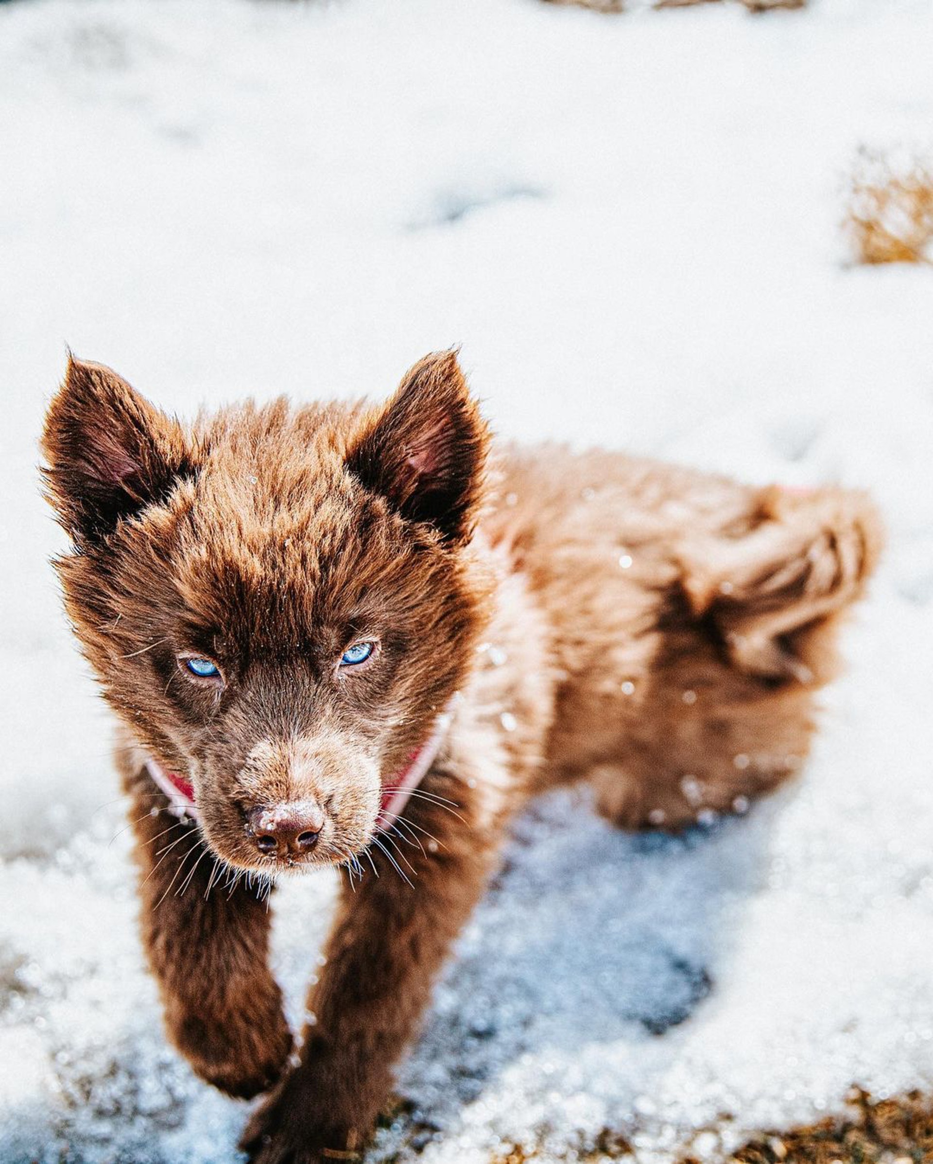 小时候像熊长大后像狼，主人说狗狗是热门犬种，但路人都猜不出