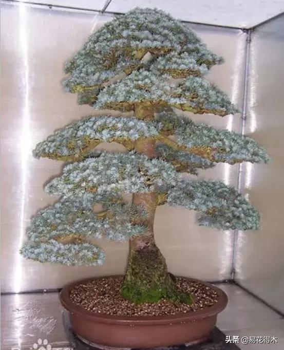 雪松盆景怎么打理,雪松盆景制作过程