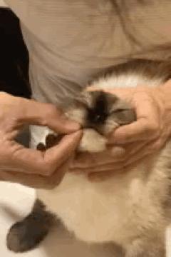 驱虫药需要全身滴吗,为什么驱虫药可以有效驱虫3个月