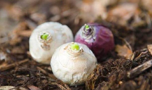 开过花的风信子种球怎样处理,开完花的风信子怎么养护