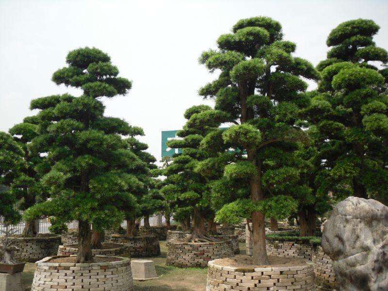 什么树能招财带来好运,什么样的树属于招财树