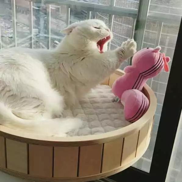 猫咪睡觉突然抽搐了一下是做梦吗,猫咪做梦抽搐