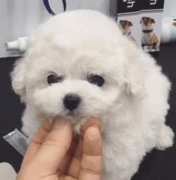 可爱呆萌的小奶狗视频,可爱可奶呆萌的小奶狗