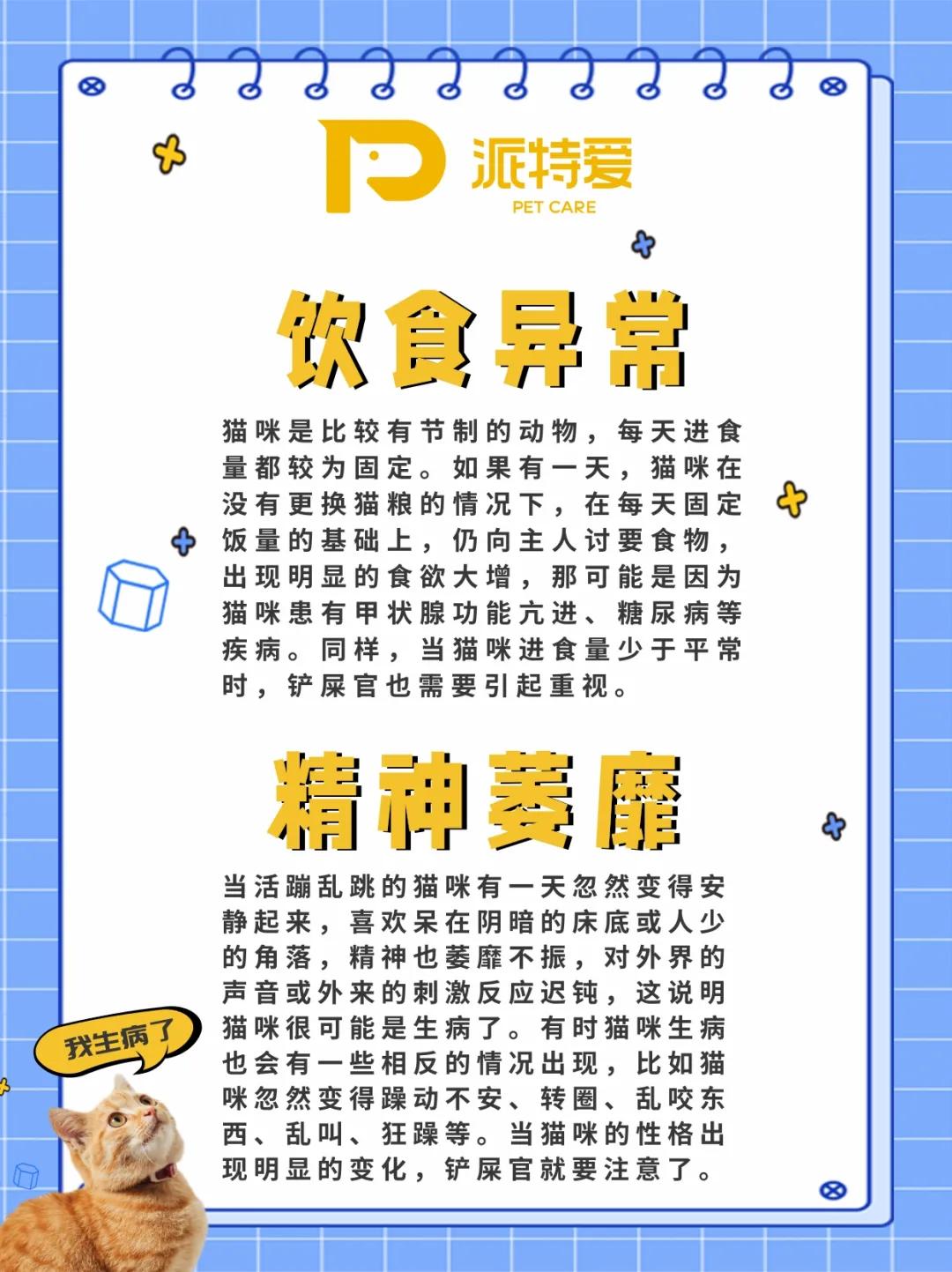 养猫40条常识猫咪生病的症状,新手养猫攻略常见的猫咪疾病篇