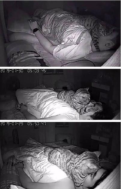 猫冷血无情是什么原因,猫冷酷无情是怎么回事