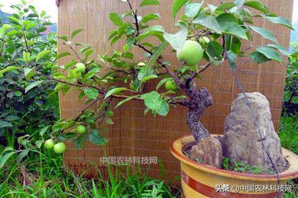 盆栽苹果用什么肥料好,苹果盆栽可以直接用大盆吗