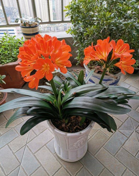 绿萝吊兰盆栽好养吗,绿萝吊兰水培