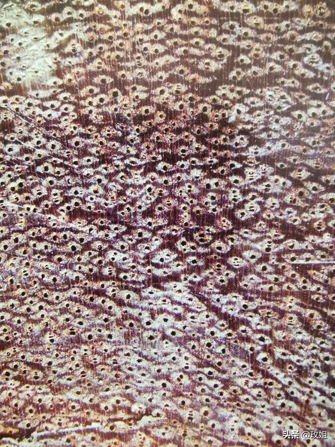 阴沉木和乌木是同一种木吗,阴沉木是什么木