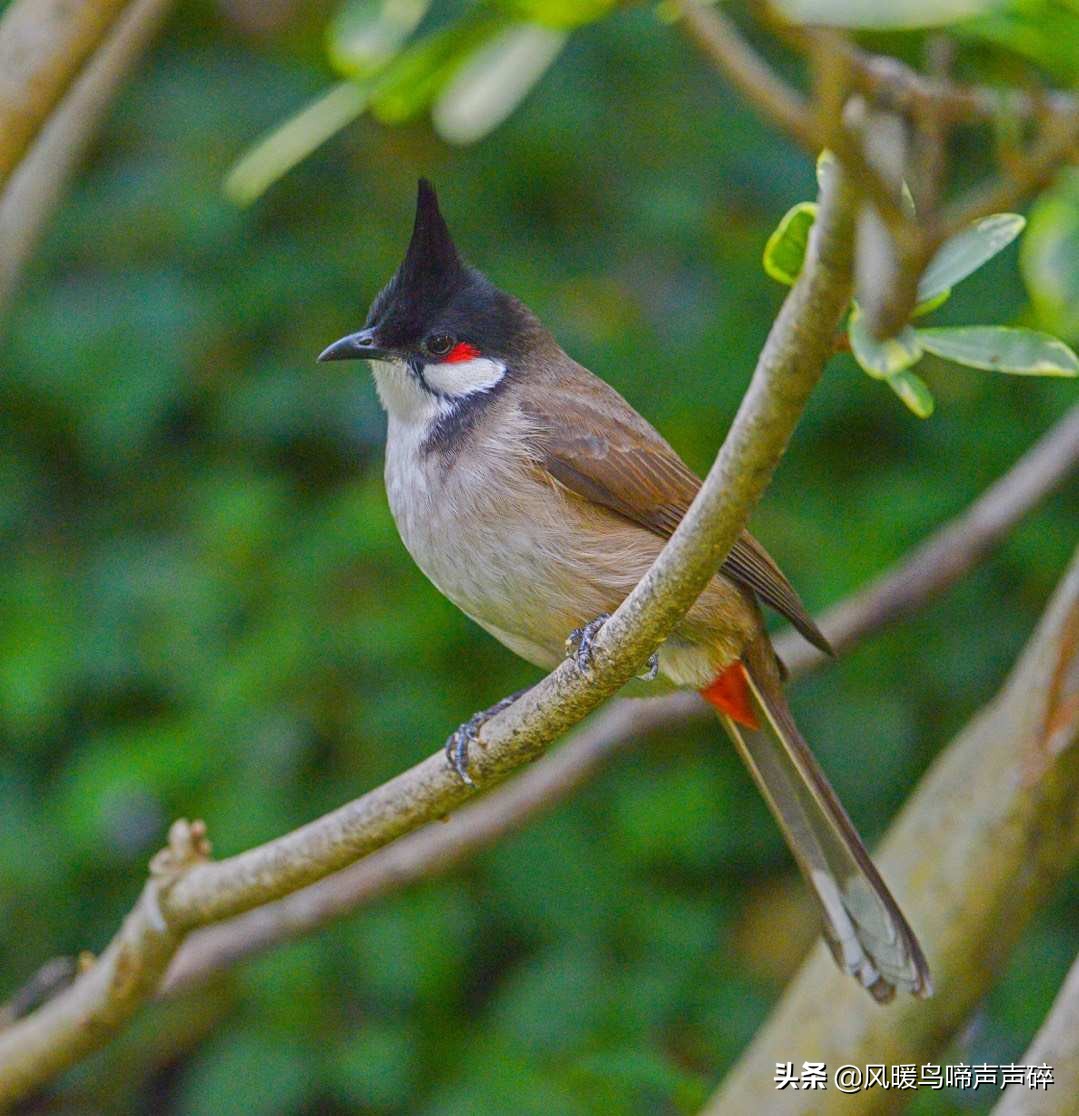 超模推荐的内衣,超模推荐内衣