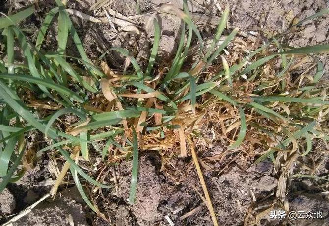 韭菜防治根蛆的最佳方法,怎样治韭菜根部的蛆