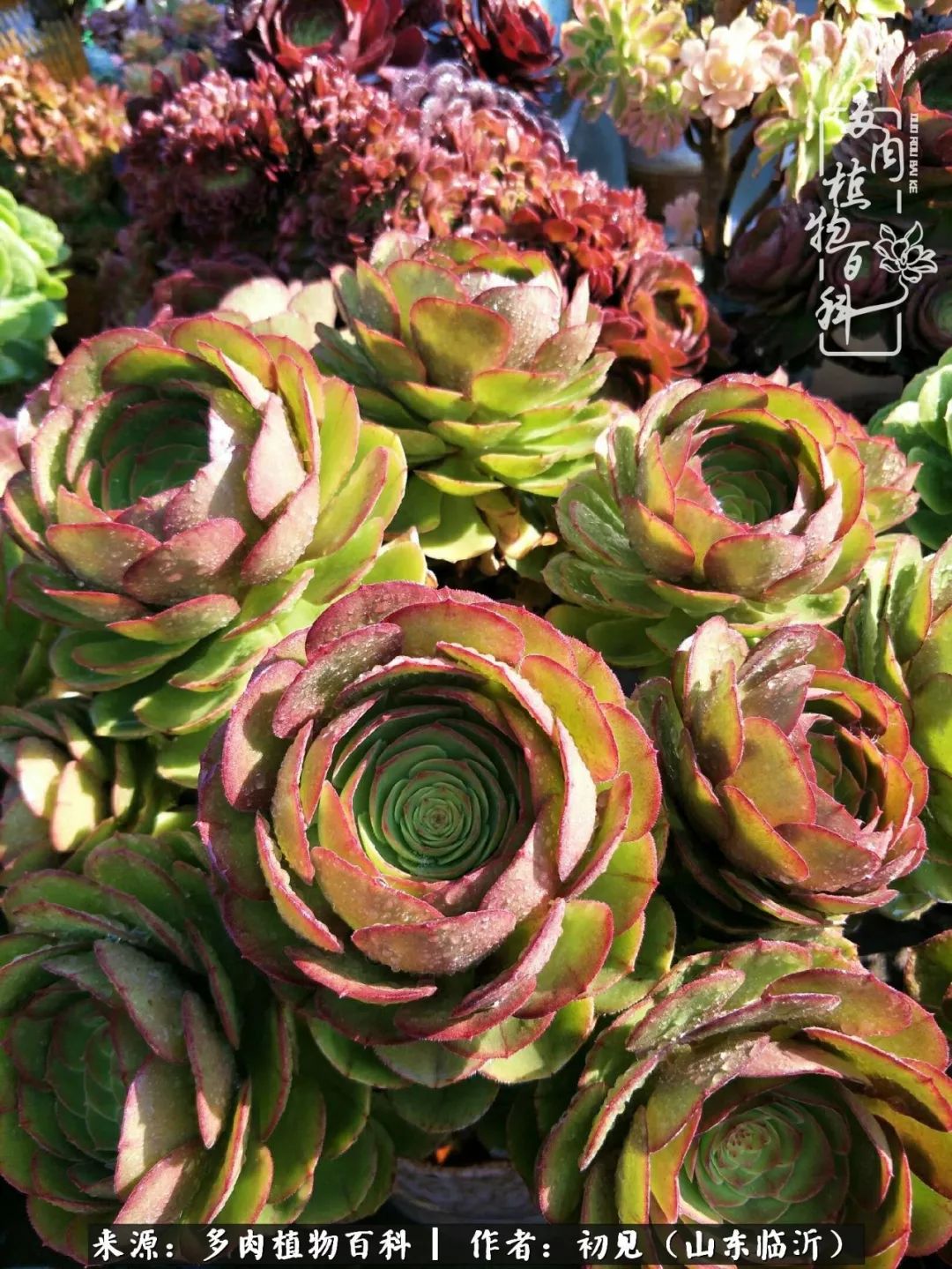 四季颜值在线的多肉,多肉的每一天