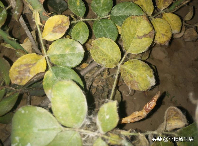 月季花是“药罐子”，常见10种病虫害，预防第一，救治第二