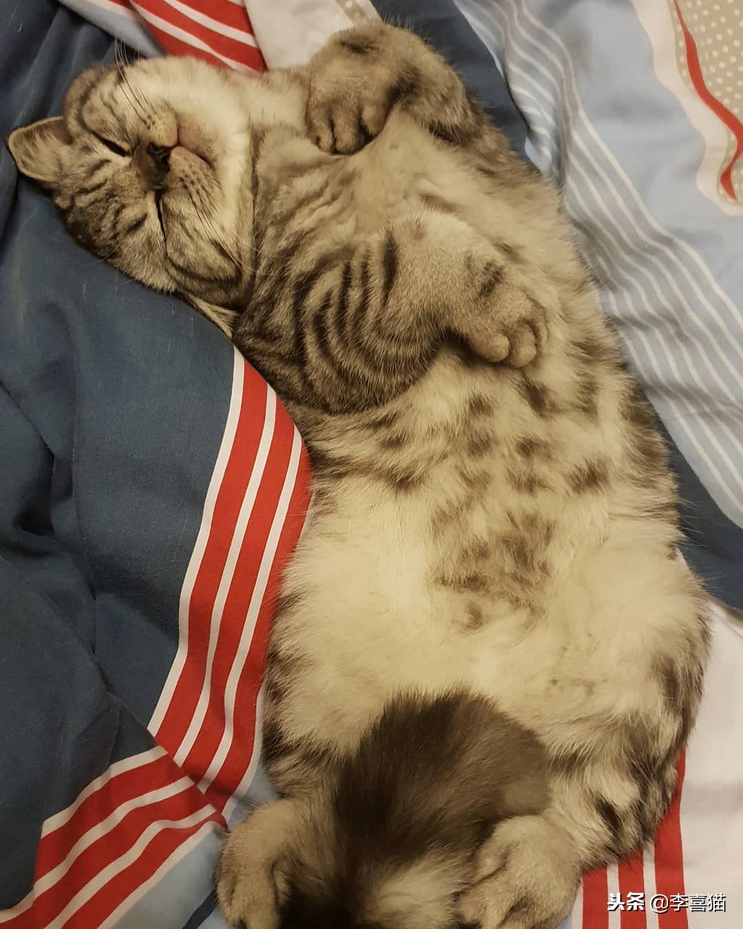 猫咪多大可以吃化毛膏和营养膏,猫咪营养化毛膏