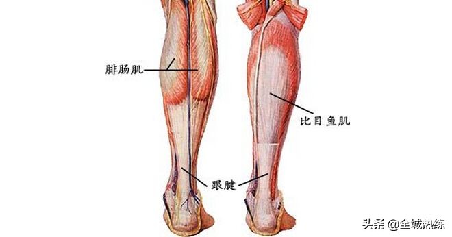 专家谈跑步的好处和坏处是什么,跳绳和跑步哪个会让小腿变粗