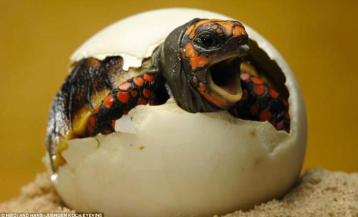 一个神奇的物种既会下蛋又会生仔,科学家发现的奇妙物种