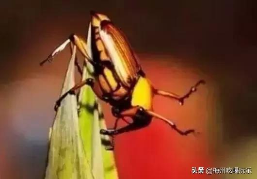 听说梅州人口味这么重，我上去就是一巴掌