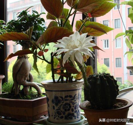 家庭花卉盆栽土里怎么除虫,盆栽花卉除虫除菌剂