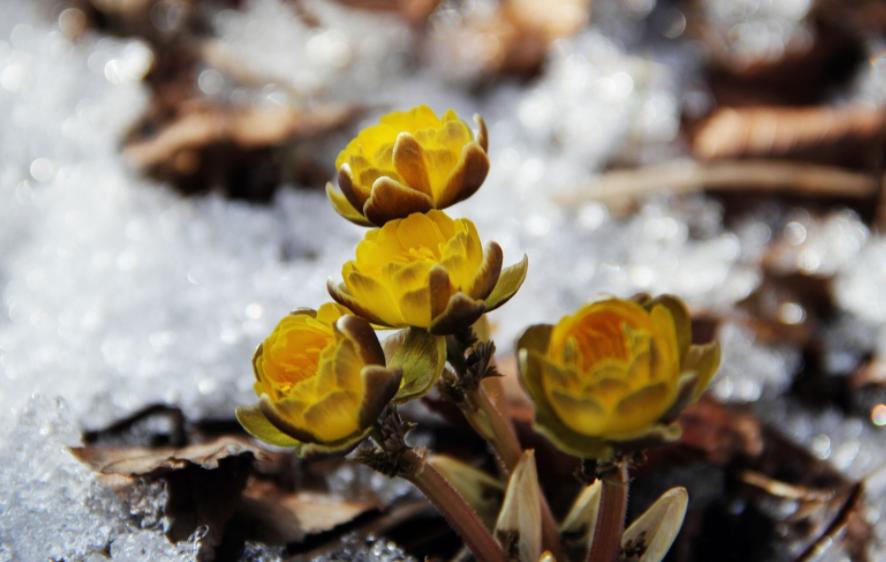 冰凌花带花苞盆栽,冰凌花盆栽种植方法