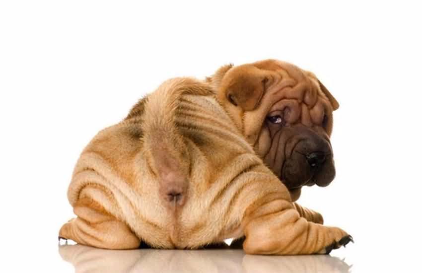 狗狗不吃东西没精神还呕吐腹泻,狗狗拉稀便反反复复是什么情况