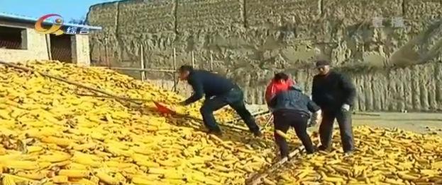 致富经养牛能手致富视频,致富经养牛一年赚10亿