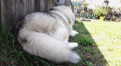 二哈减肥,为什么二哈会变瘦