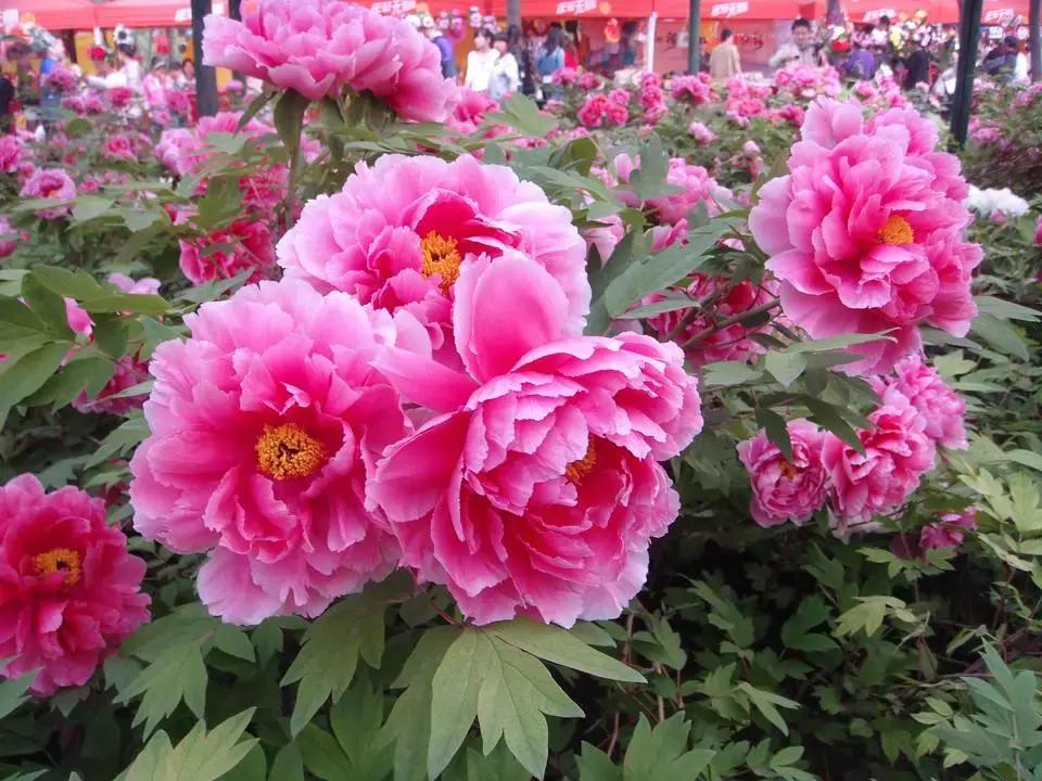 天津桃花堤赏花时间2021,天津桃花堤桃花什么时间开花