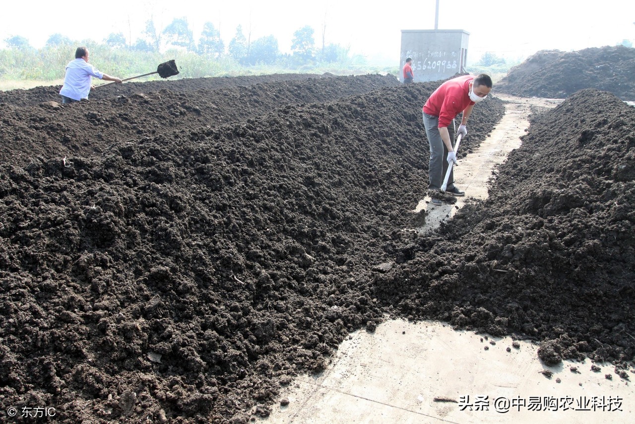 以虫治虫水稻病虫防控有妙招,以虫治虫的方法