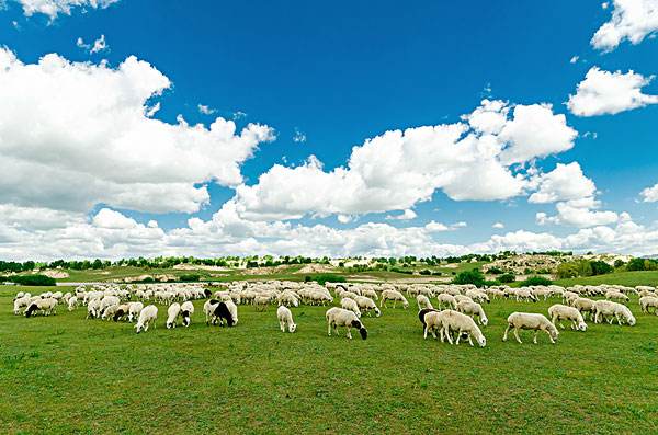 为什么羊是吉祥的,羊的性格温顺吗