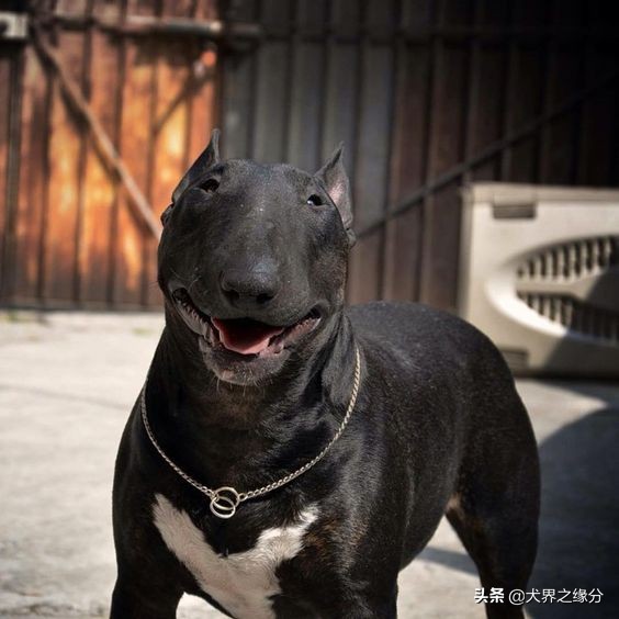 鐚涚姮涓渶鍘夊鐨勭姮鏄粈涔堢姮,鐚涚姮涓殑浜斿ぇ闇镐富