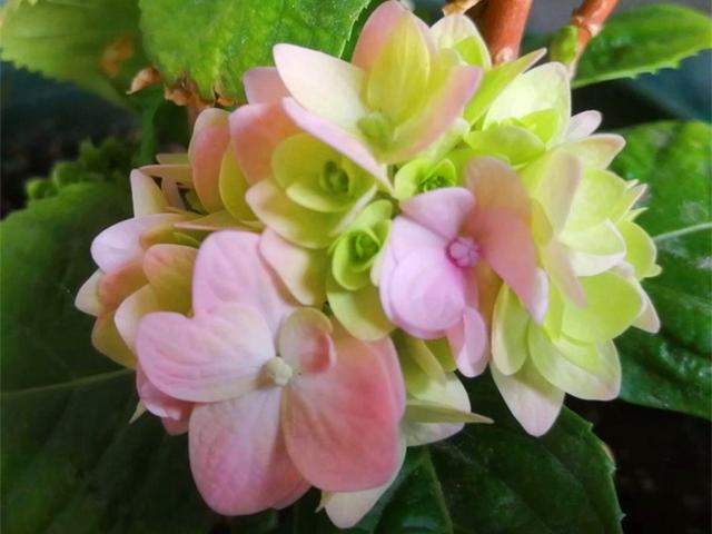 不止因为病虫害，这些原因也可能导致绣球挂掉，但是可以挽救