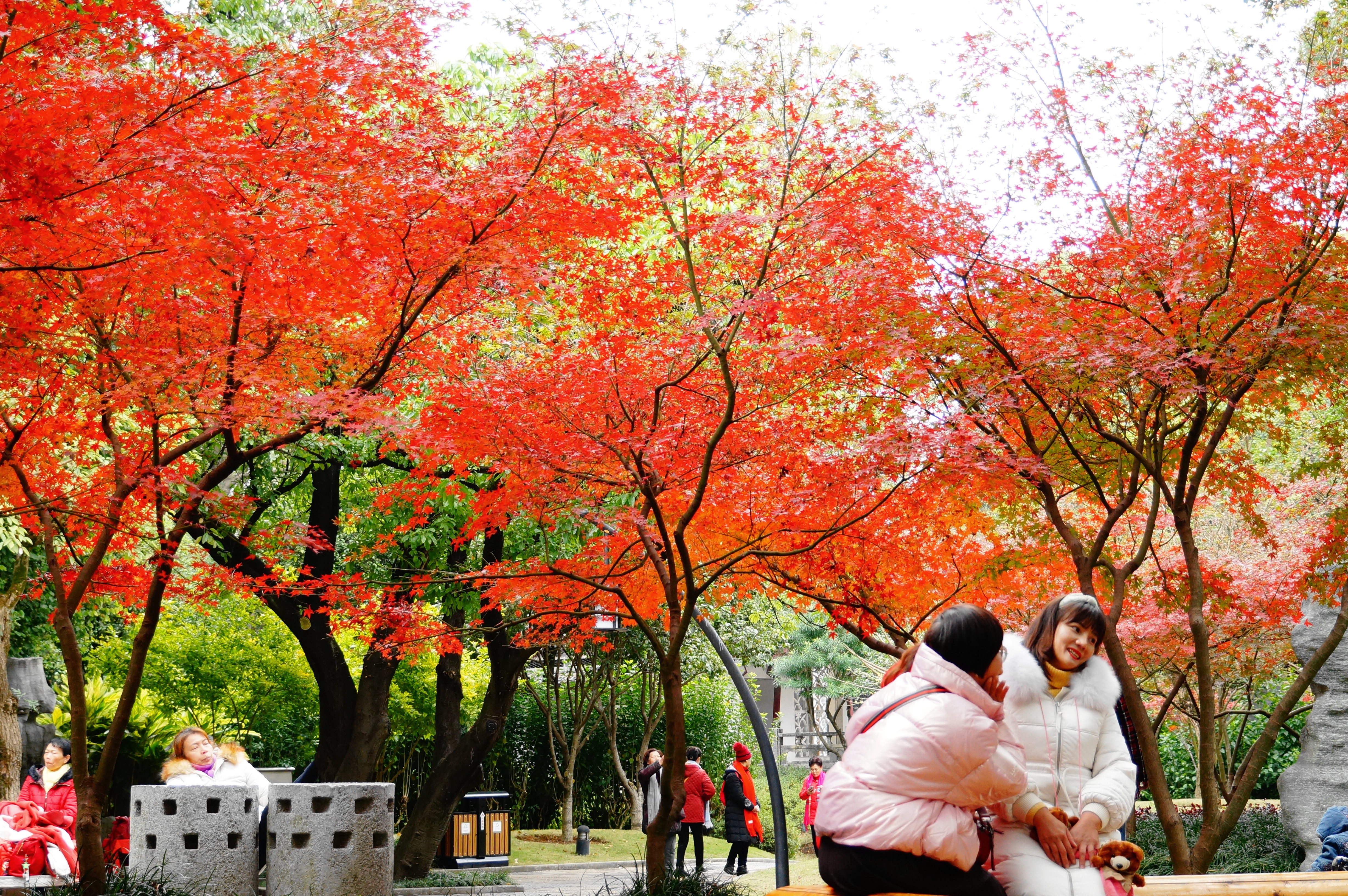 柳州的柳侯公园景色,柳州的秋天美景