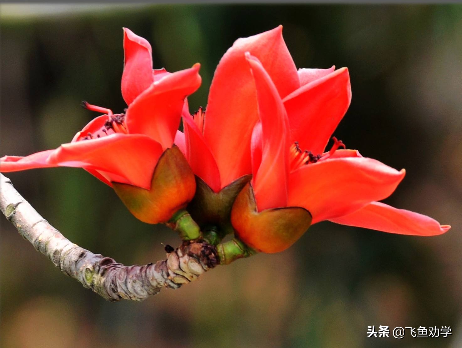 你还记得高中时最令人感动的三棵树吗：木棉树、*欢合**树、枇杷树