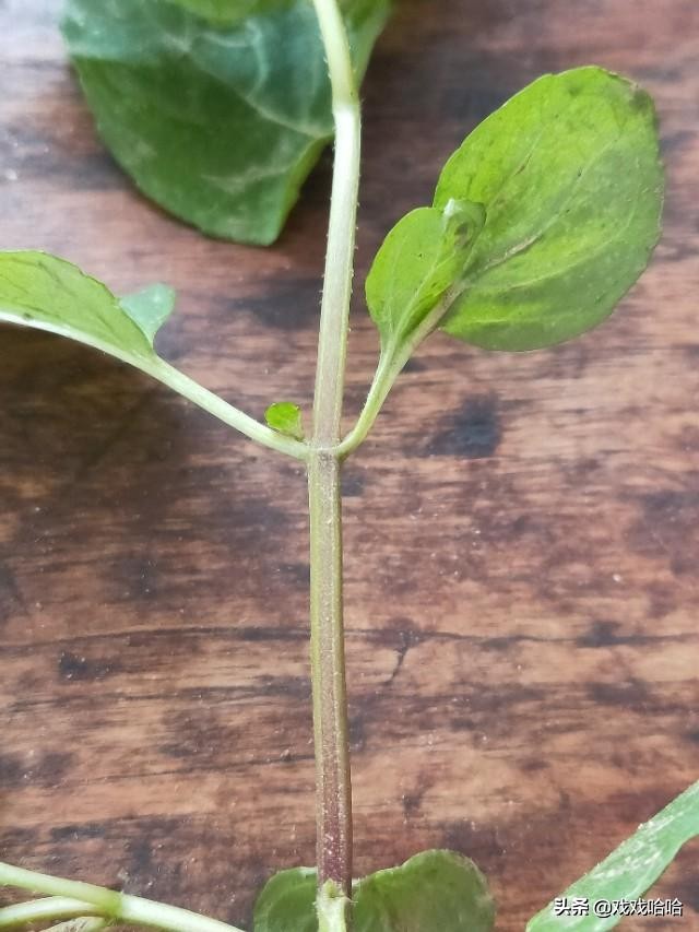 唇形植物薄荷图片,薄荷是春天的植物吗