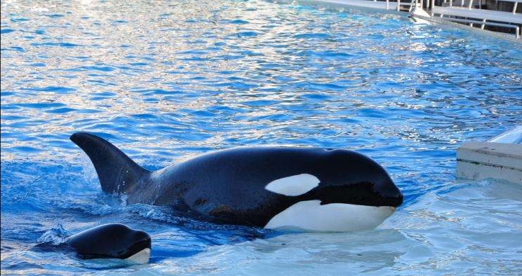 体型惊人的大白鲨,为什么大白鲨会害怕虎鲸