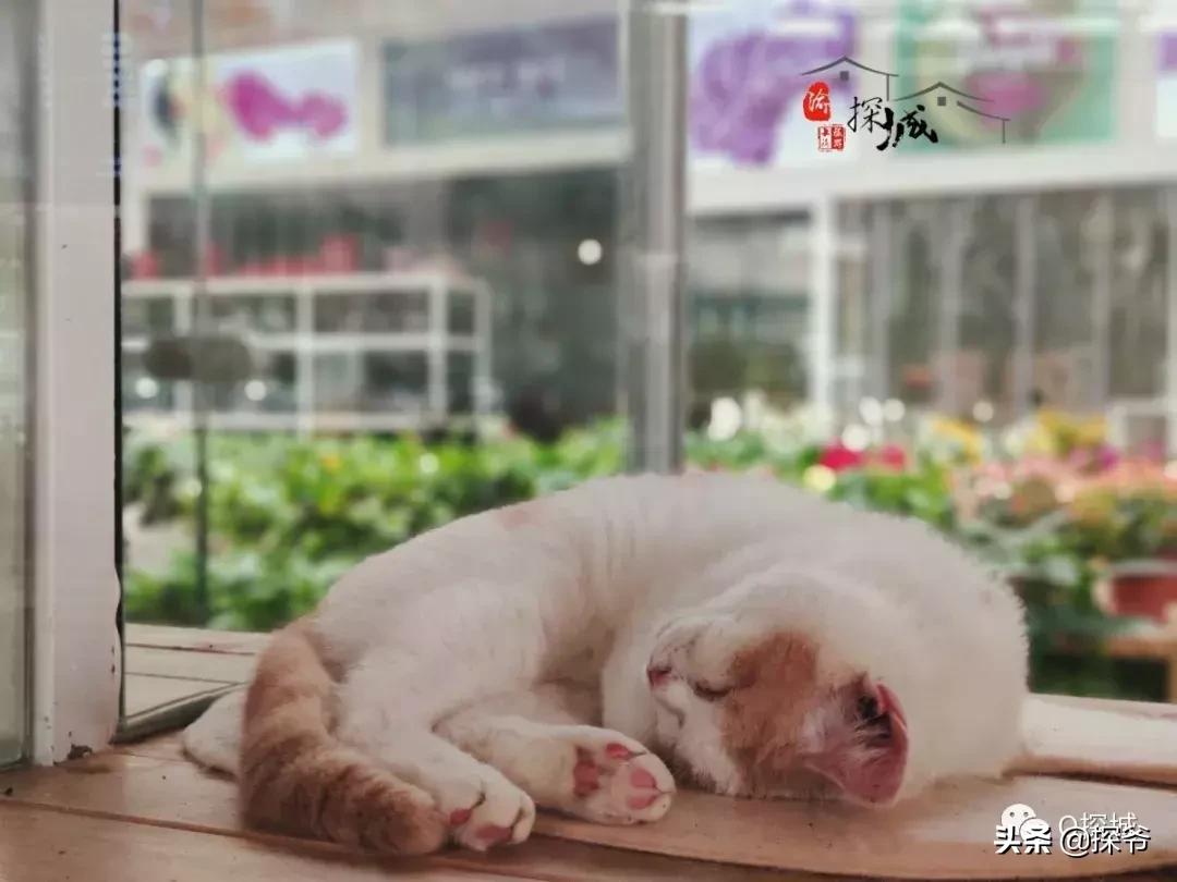 适合遛娃的地方重庆绿色星球,重庆150米神秘花园