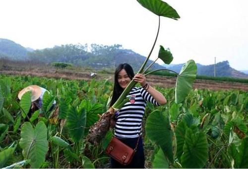 农村大学生就业现状,现在大学生回农村有发展前途吗