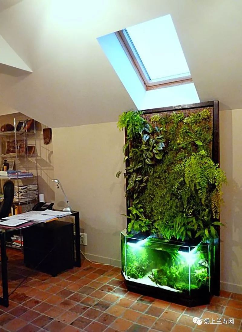 鱼缸五十种鱼,家庭鱼缸养什么鱼更容易存活