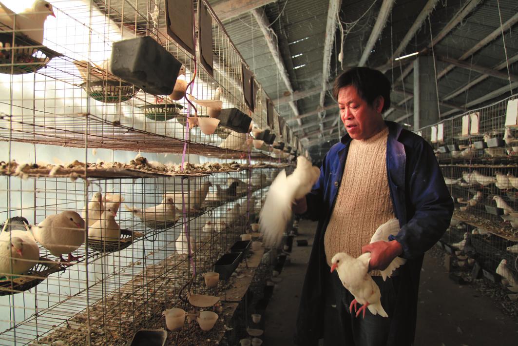 雏鸽破壳多久要做毛滴虫,如何判断幼鸽是否得了毛滴虫