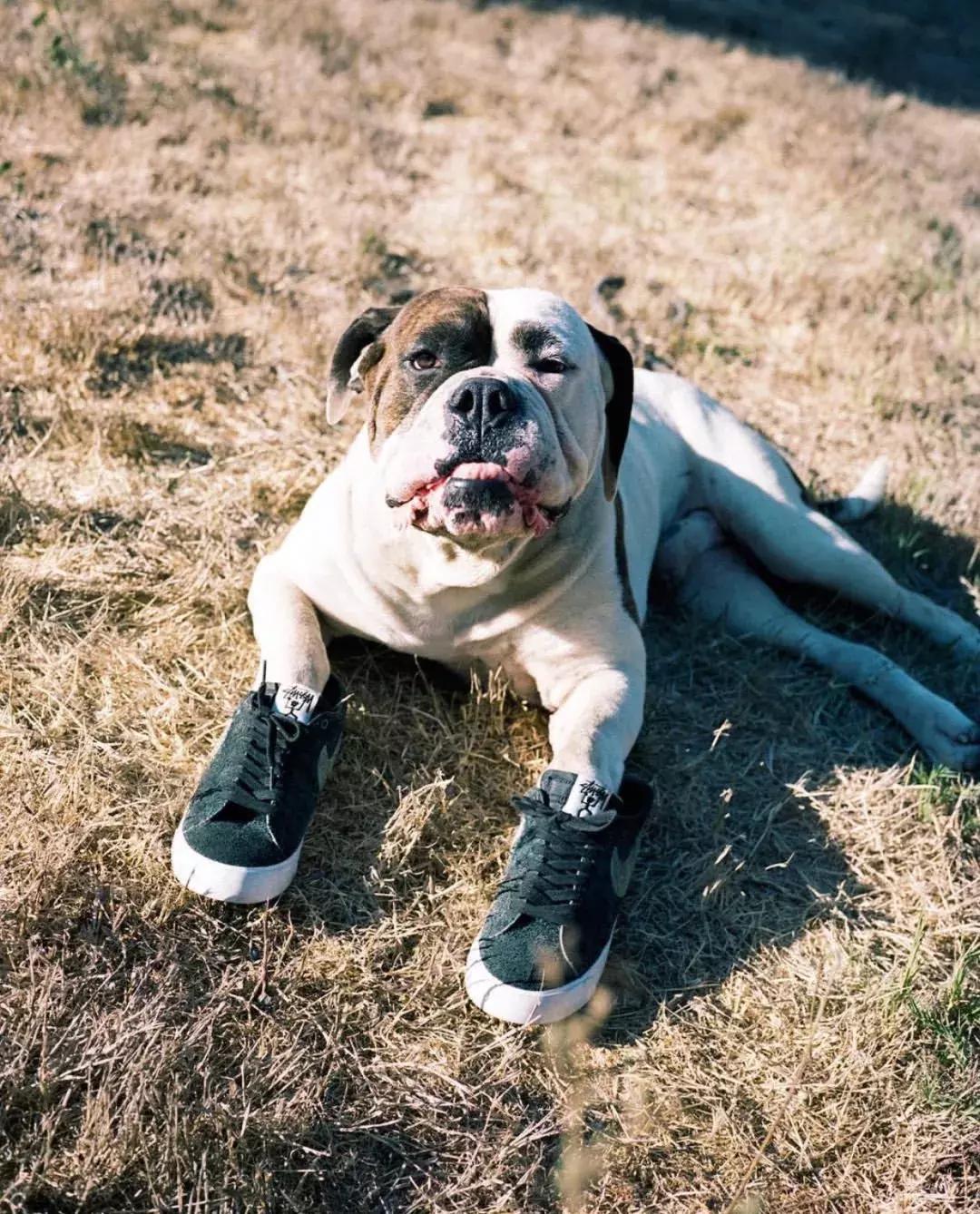 每日简讯｜YEEZY又有新版“700 VX”, Stüssy x Nike有点好看