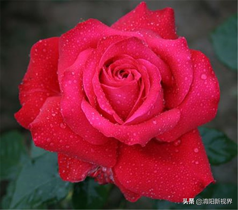 月季创新造型是什么,热门月季品种推荐图片欣赏