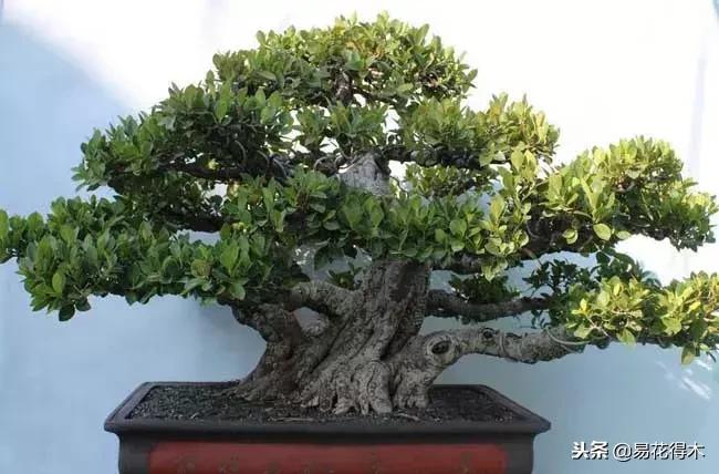 盆栽红豆杉落叶干枯怎么办,盆栽桔子树落叶是怎么回事